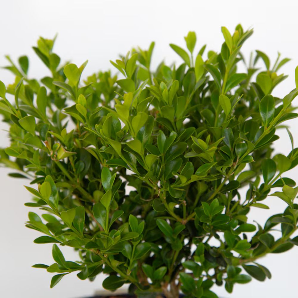 Buxus 'babylon Beauty' - View 23 from www redcrocus com