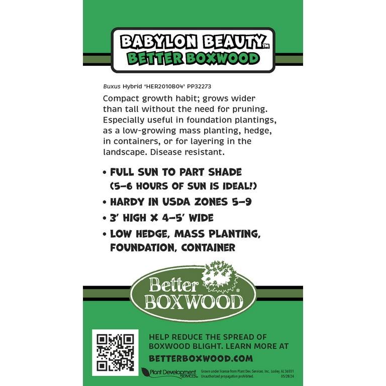 Buxus 'babylon Beauty' - View 24 from www redcrocus com