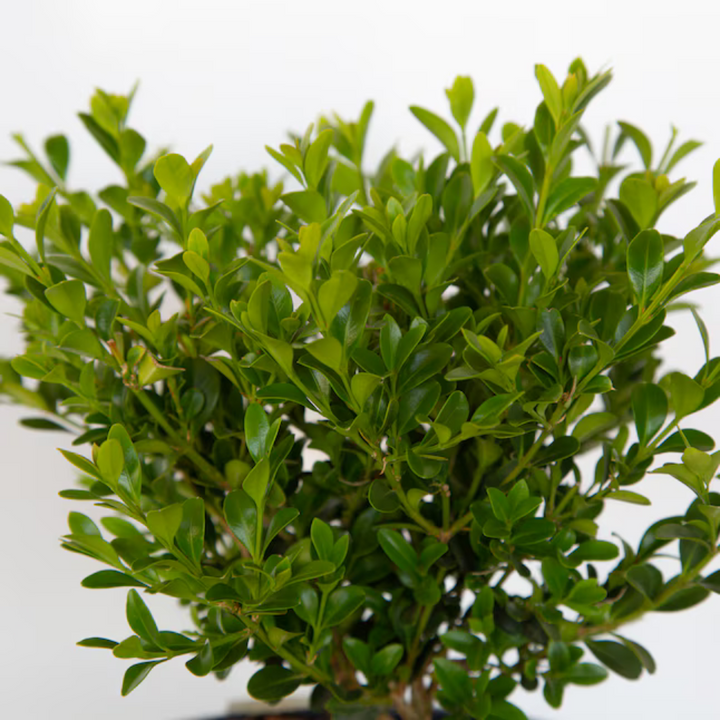 Buxus 'babylon Beauty' - View 26 from www redcrocus com