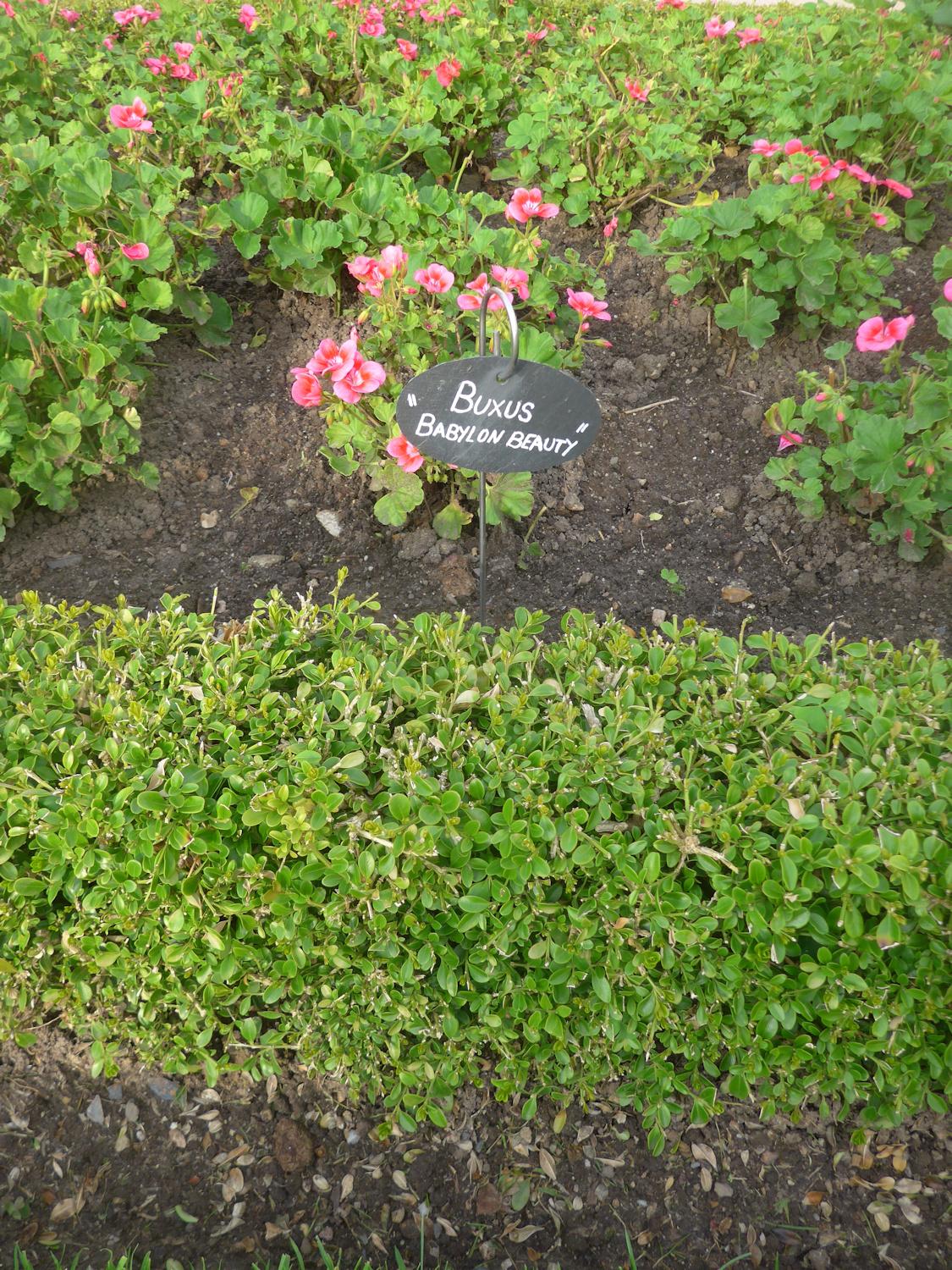 Buxus 'babylon Beauty' - View 27 from www redcrocus com