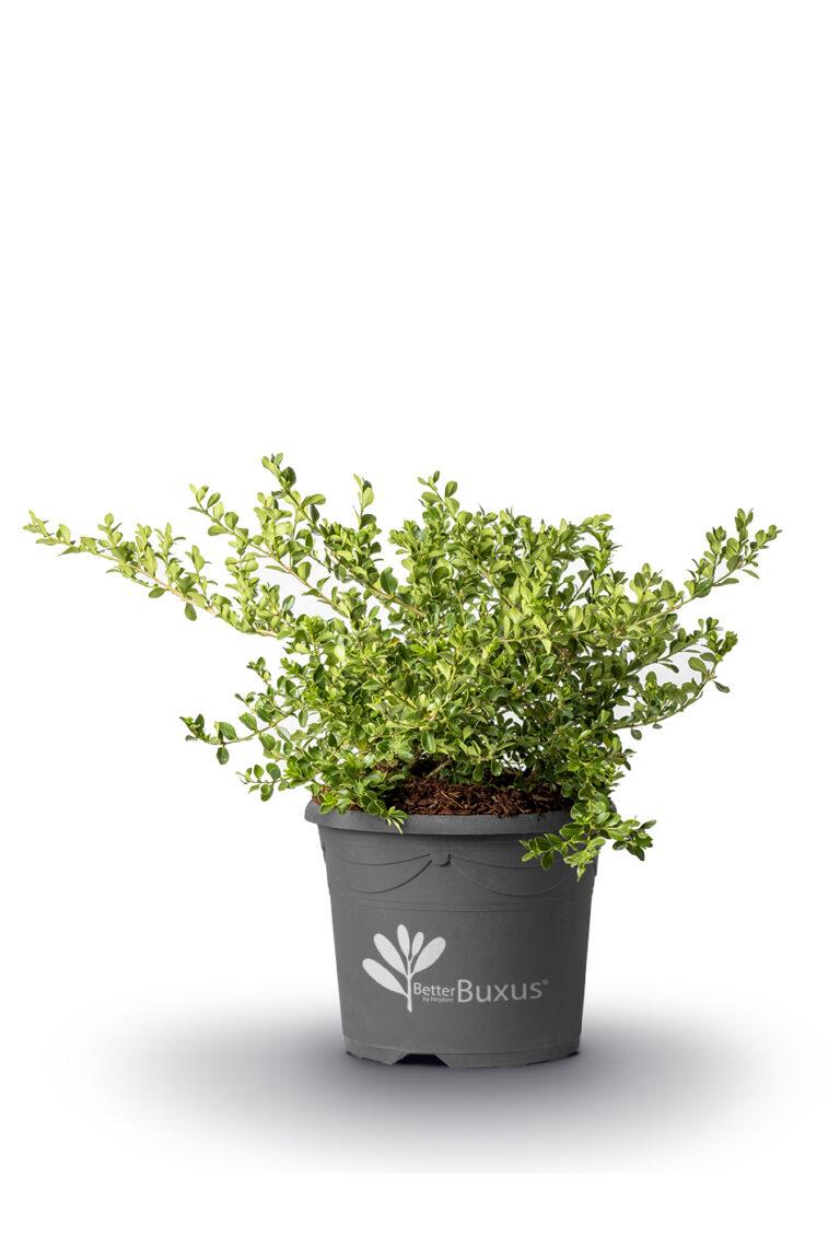 Buxus 'babylon Beauty' - View 29 from www redcrocus com