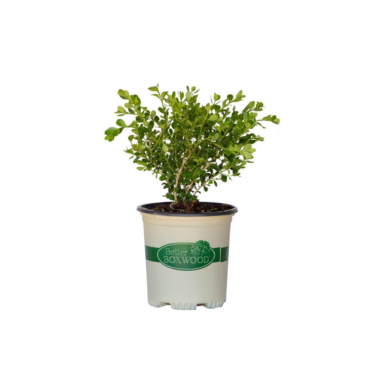 Buxus 'babylon Beauty' - View 30 from www redcrocus com