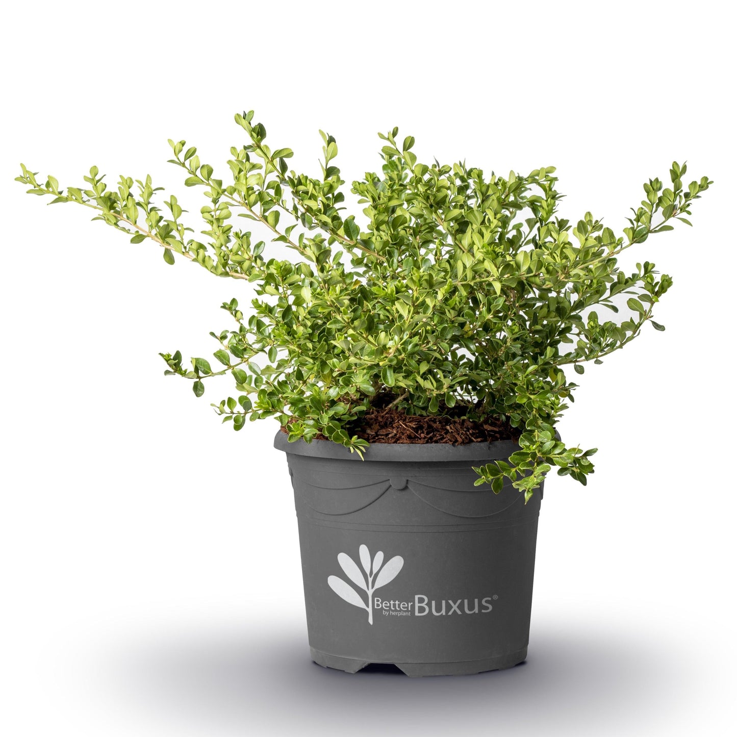 Buxus 'babylon Beauty' - View 31 from www redcrocus com