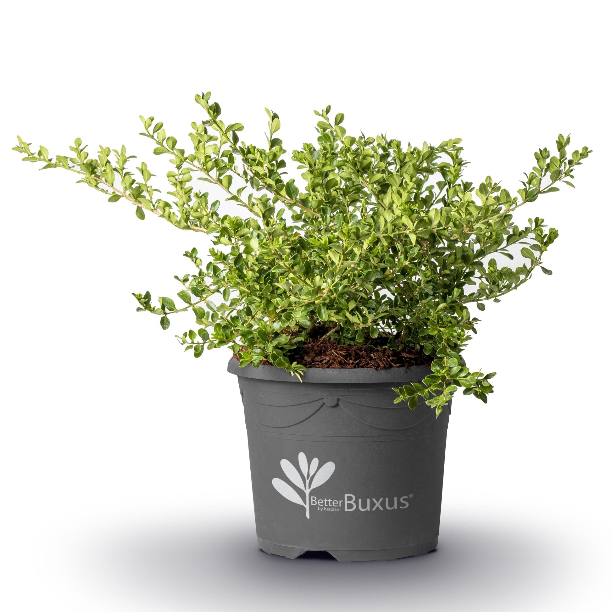 Buxus 'babylon Beauty' - View 31 from www redcrocus com