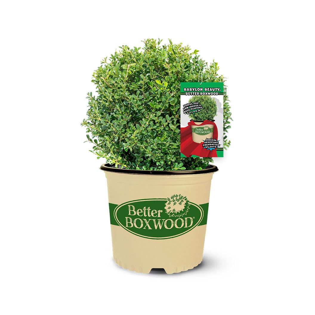 Buxus 'babylon Beauty' - View 32 from www redcrocus com