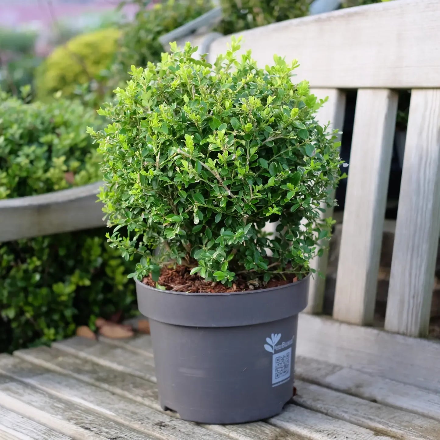 Buxus 'babylon Beauty' - View 33 from www redcrocus com