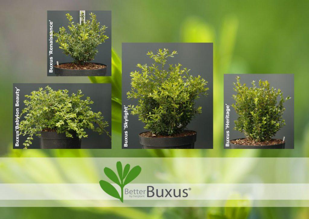Buxus 'babylon Beauty' - View 35 from www redcrocus com