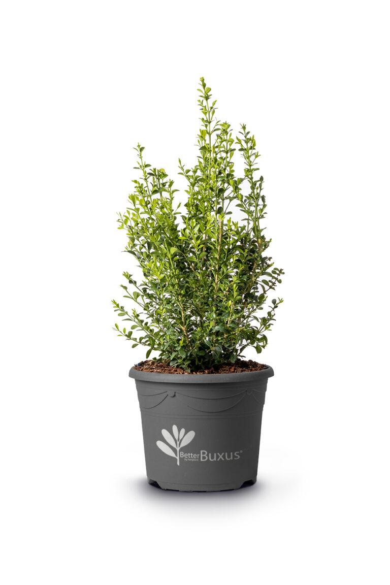 Buxus 'babylon Beauty' - View 36 from www redcrocus com