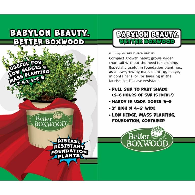 Buxus 'babylon Beauty' - View 37 from www redcrocus com