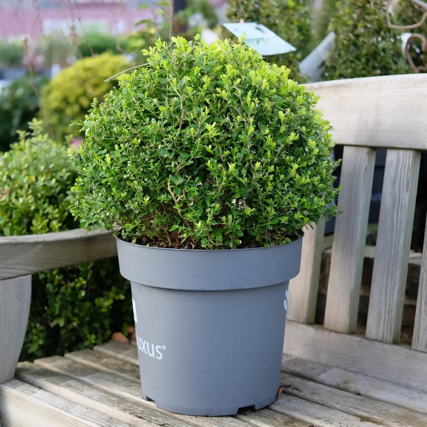 Buxus 'babylon Beauty' - View 38 from www redcrocus com
