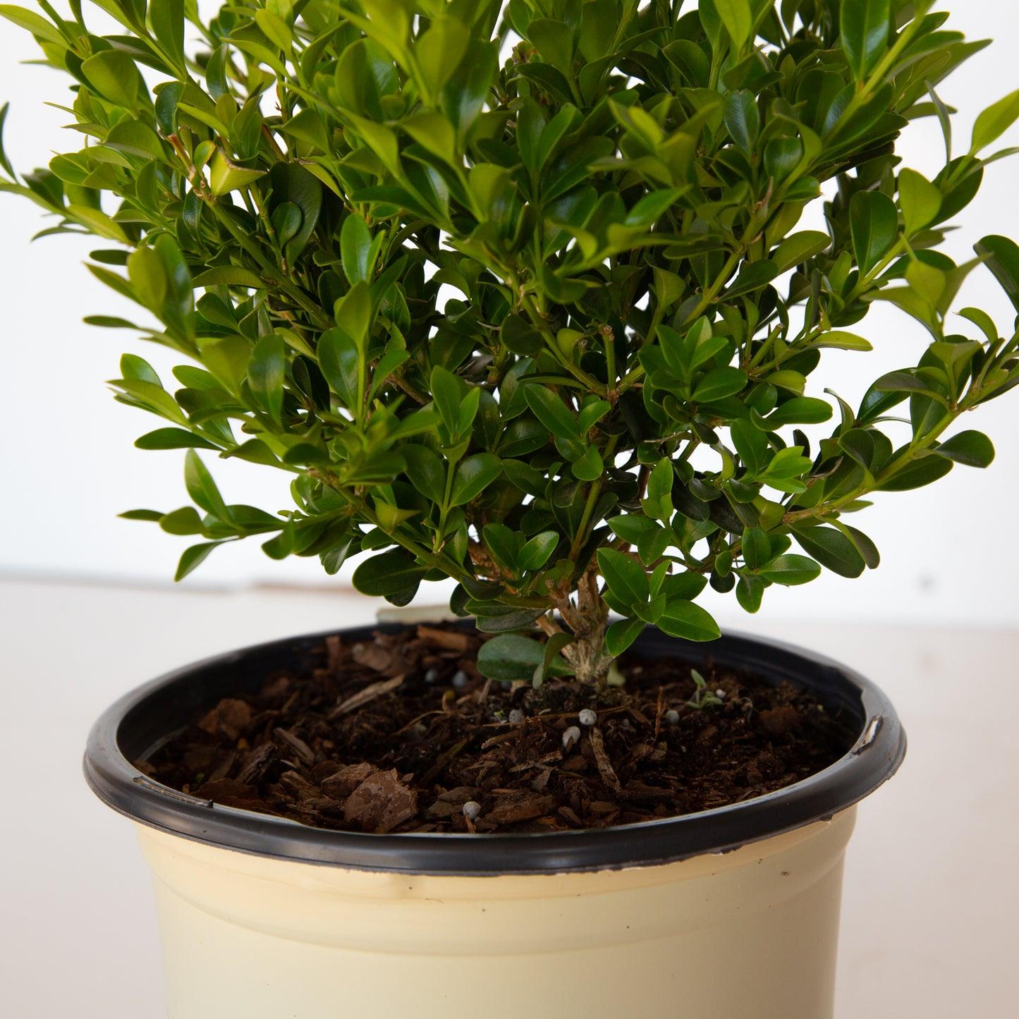 Buxus 'babylon Beauty' - View 3 from www redcrocus com