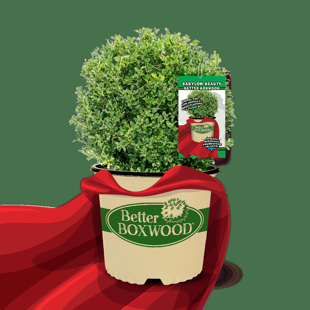 Buxus 'babylon Beauty' - View 4 from www redcrocus com