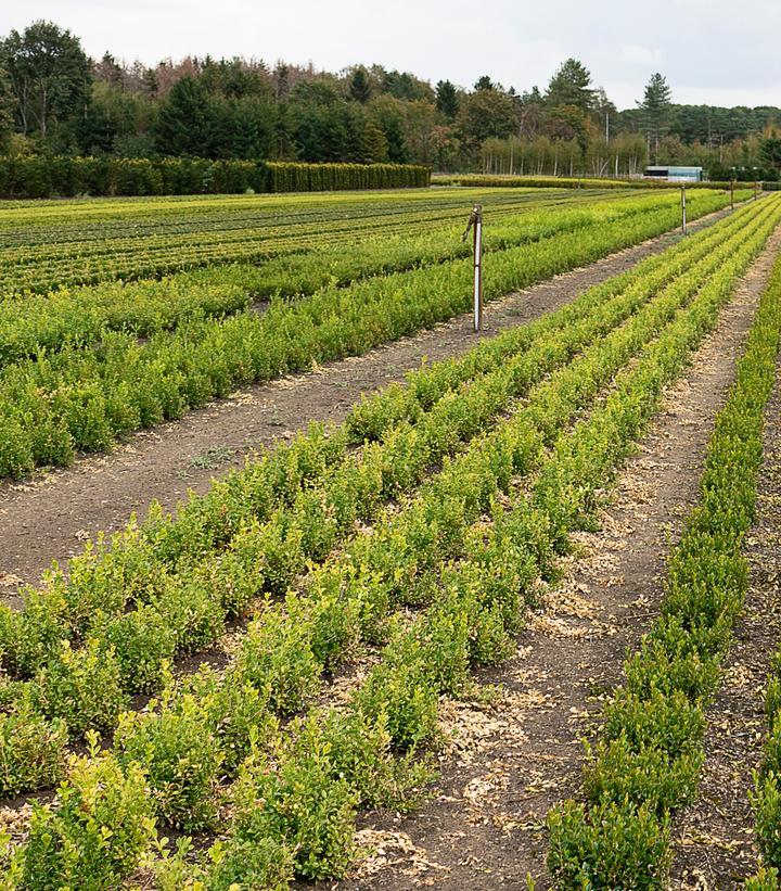 Buxus 'babylon Beauty' - View 6 from www redcrocus com