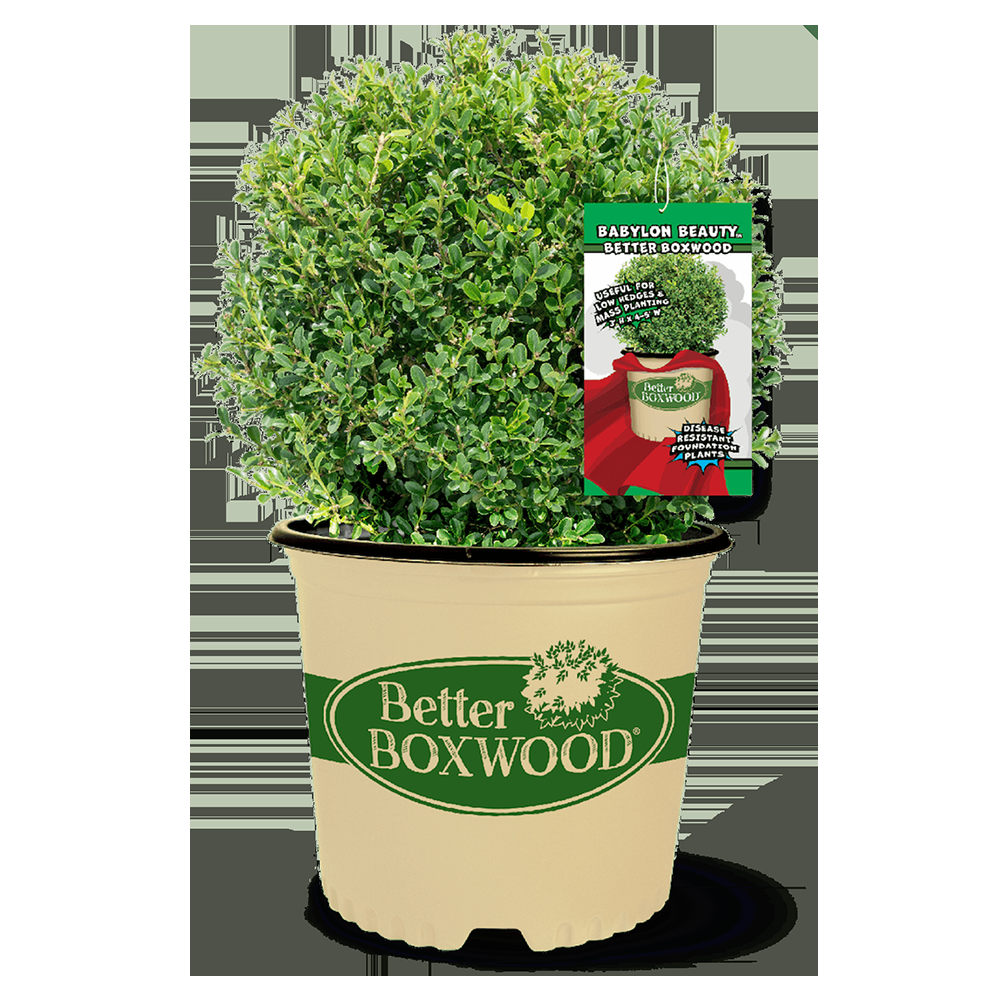 Buxus 'babylon Beauty' - View 7 from www redcrocus com