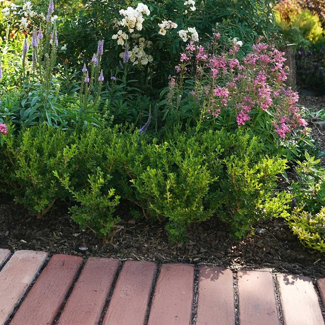 Buxus 'babylon Beauty' - View 8 from www redcrocus com