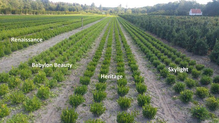 Buxus 'babylon Beauty' - View 9 from www redcrocus com