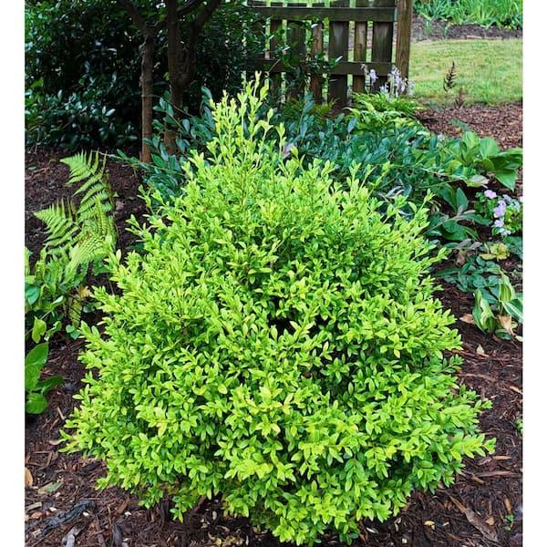 Buxus X 'heritage' - View 18 from www redcrocus com