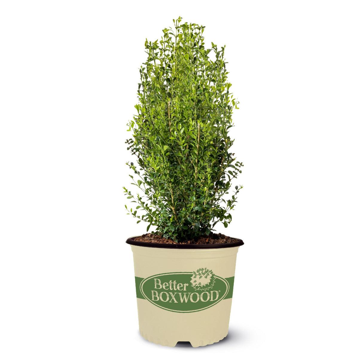 Buxus X 'heritage' - View 19 from www redcrocus com