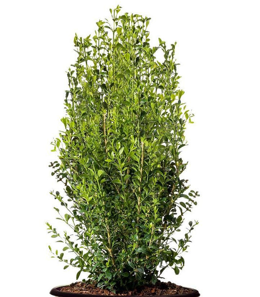 Buxus X 'heritage' - View 1 from www redcrocus com