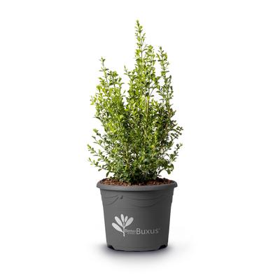 Buxus X 'heritage' - View 20 from www redcrocus com
