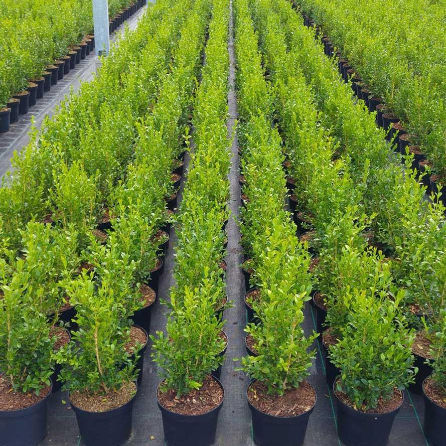Buxus X 'heritage' - View 21 from www redcrocus com