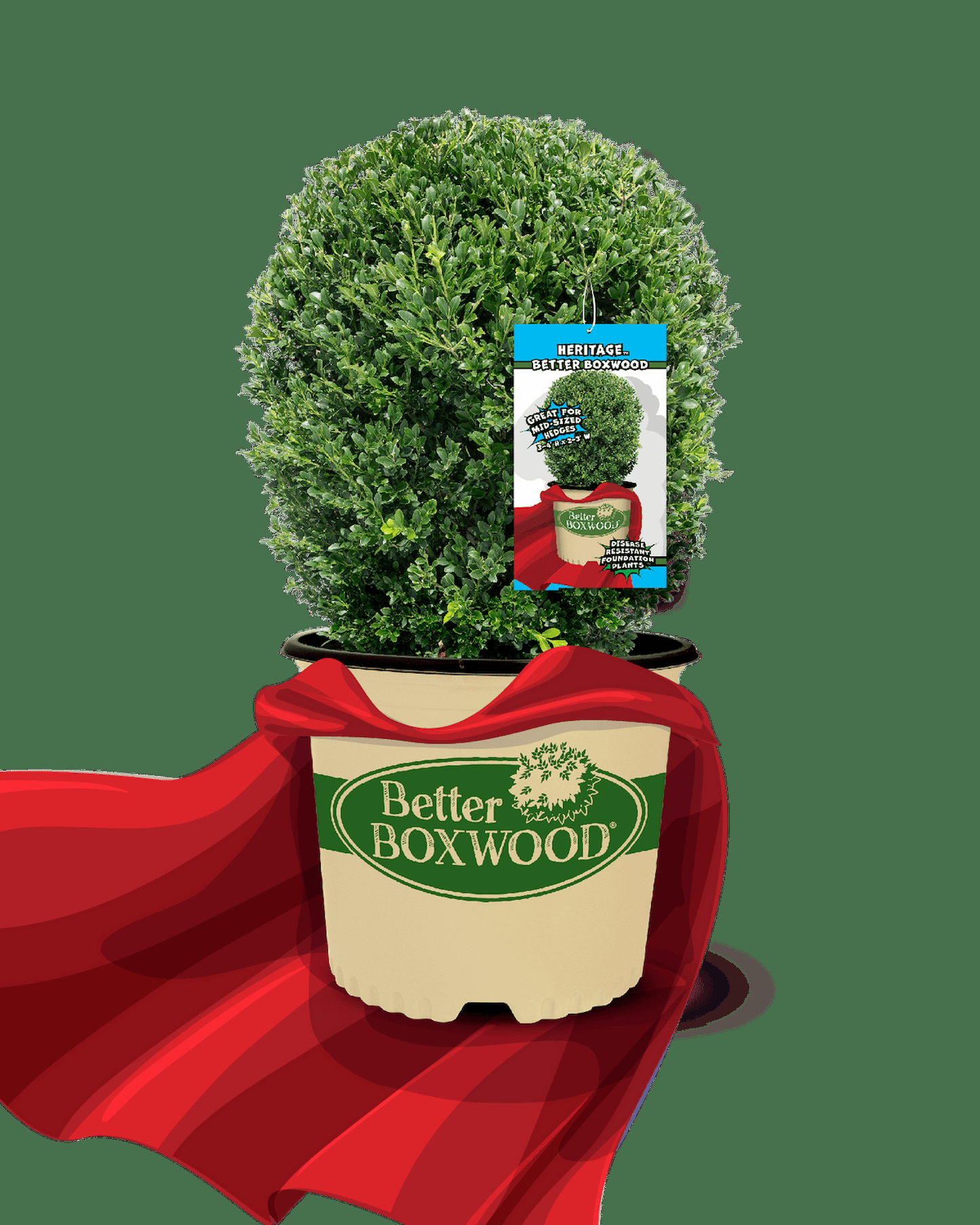 Buxus X 'heritage' - View 22 from www redcrocus com