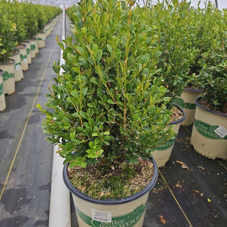 Buxus X 'heritage' - View 24 from www redcrocus com