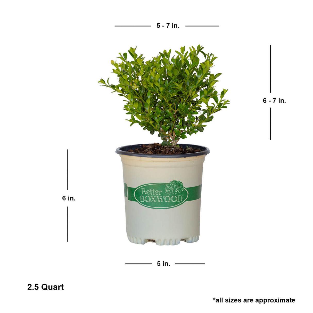 Buxus X 'heritage' - View 26 from www redcrocus com