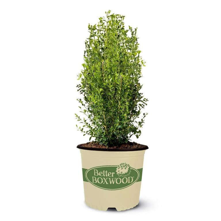 Buxus X 'heritage' - View 27 from www redcrocus com