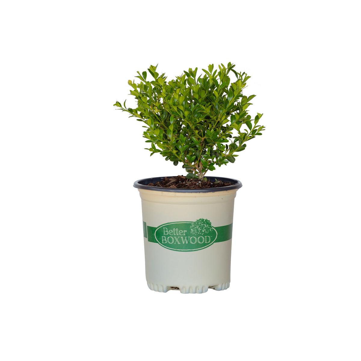 Buxus X 'heritage' - View 28 from www redcrocus com