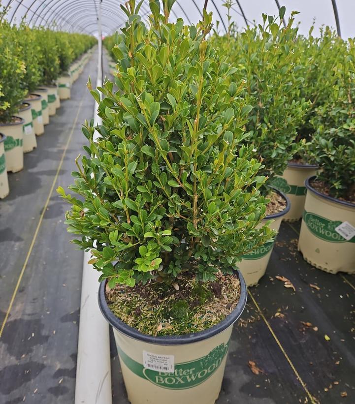 Buxus X 'heritage' - View 30 from www redcrocus com