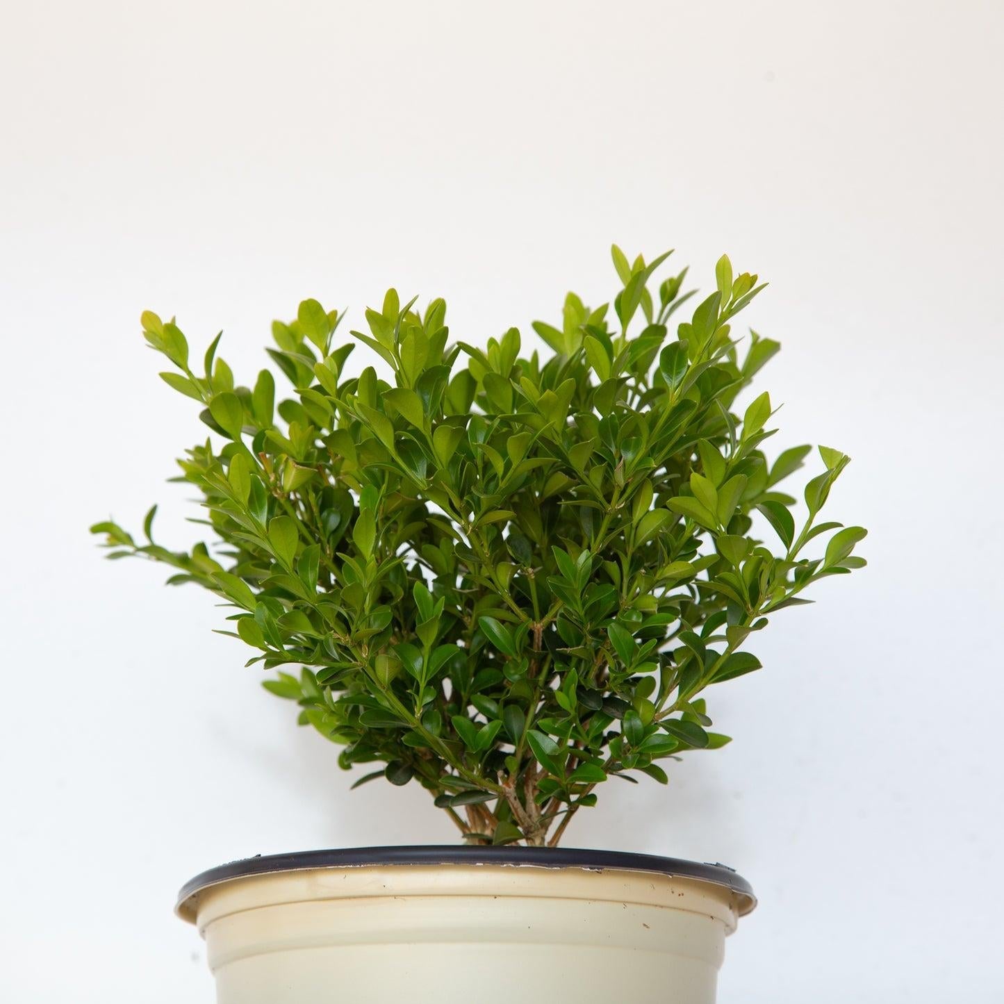 Buxus X 'heritage' - View 33 from www redcrocus com