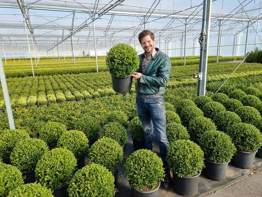 Buxus X 'heritage' - View 3 from www redcrocus com