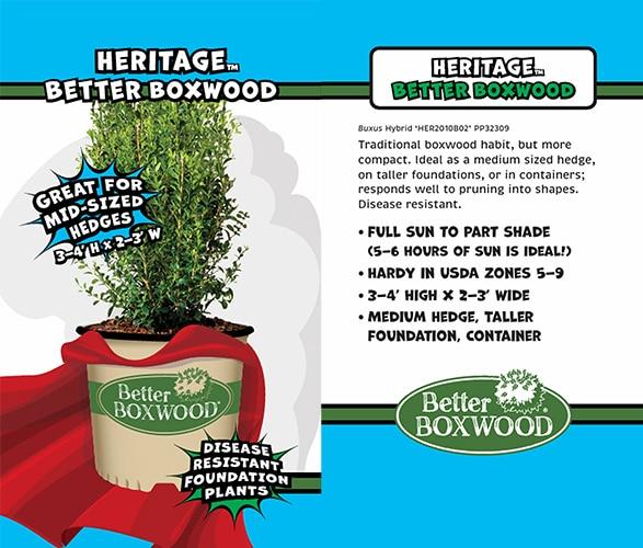 Buxus X 'heritage' - View 4 from www redcrocus com