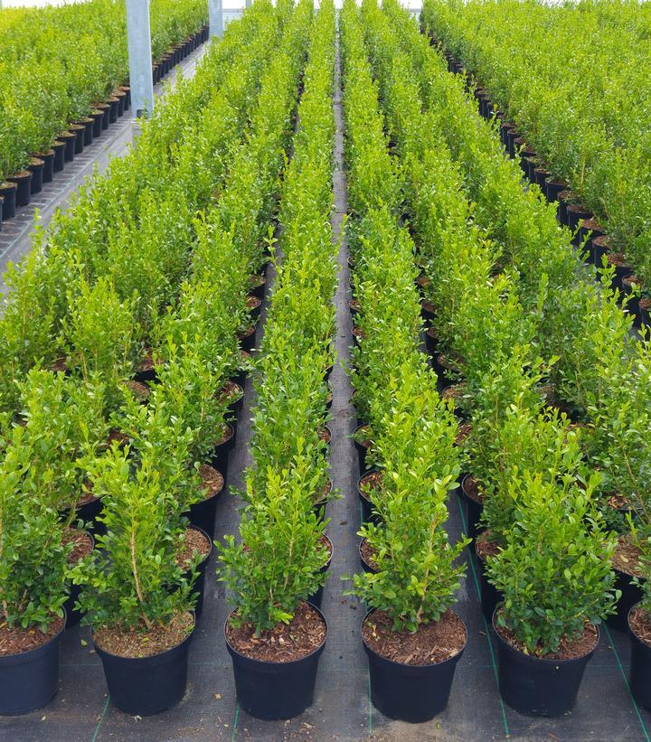 Buxus X 'heritage' - View 5 from www redcrocus com