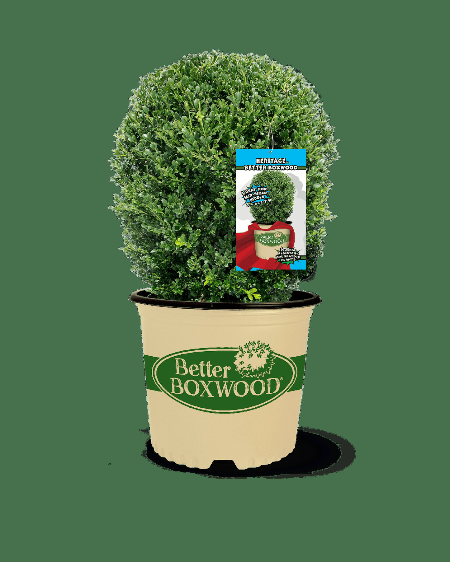 Buxus X 'heritage' - View 6 from www redcrocus com