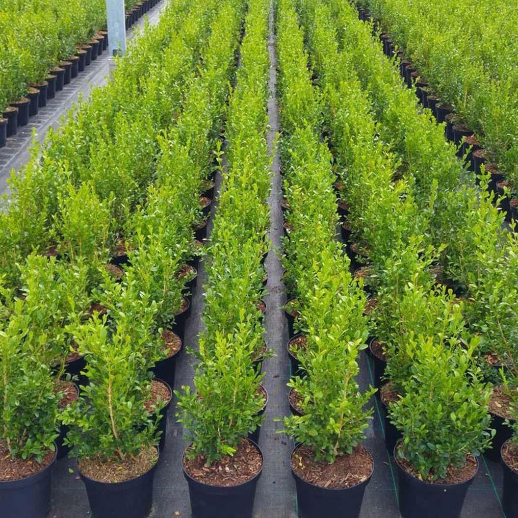 Buxus X 'heritage' - View 9 from www redcrocus com