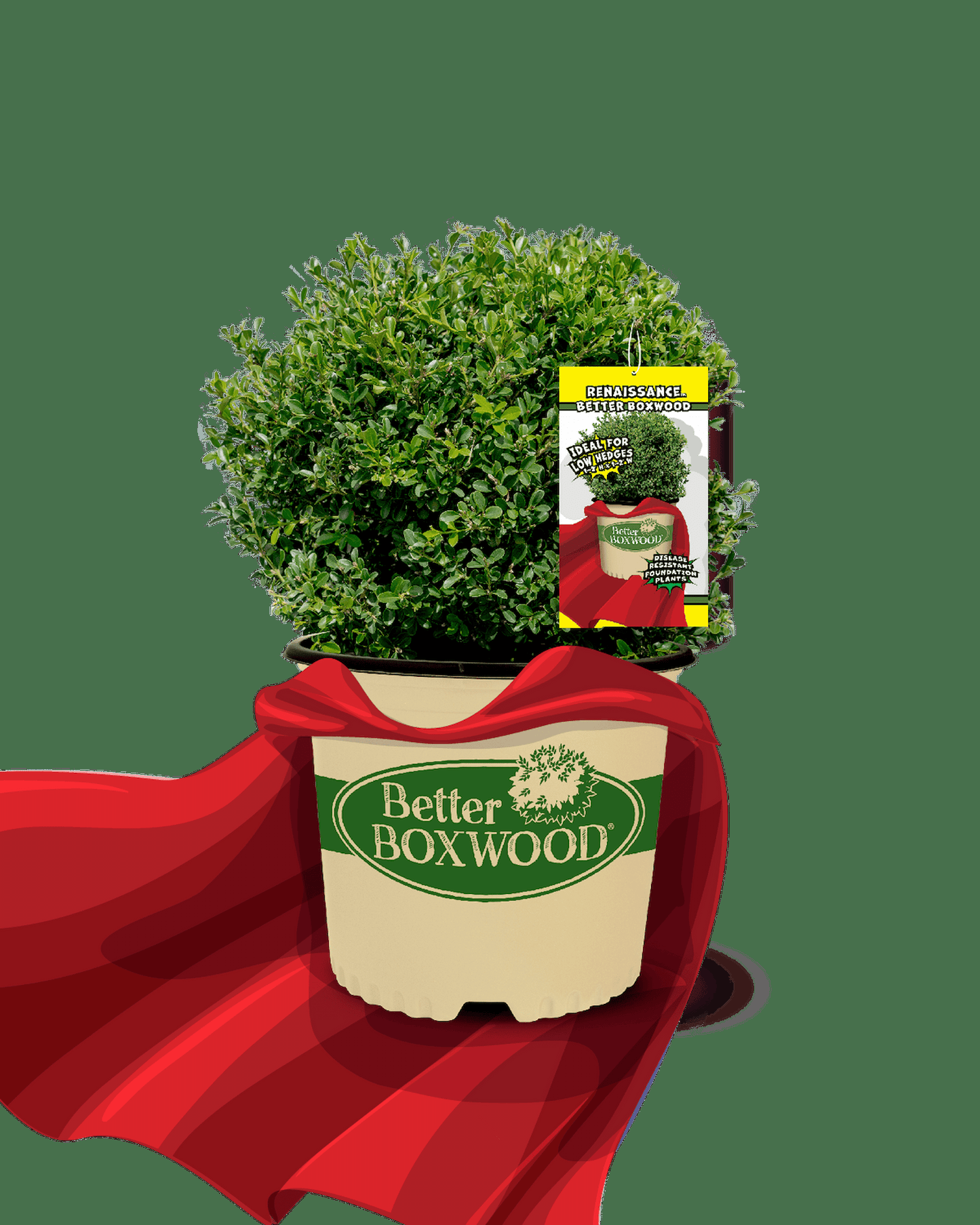 Buxus X 'renaissance' - View 11 from www redcrocus com