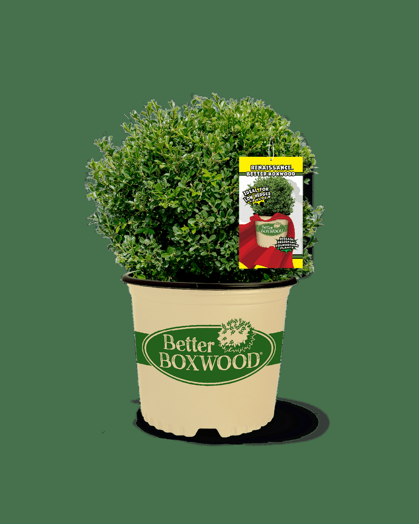 Buxus X 'renaissance' - View 13 from www redcrocus com