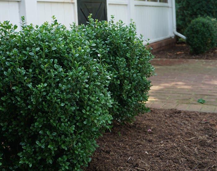 Buxus X 'renaissance' - View 14 from www redcrocus com