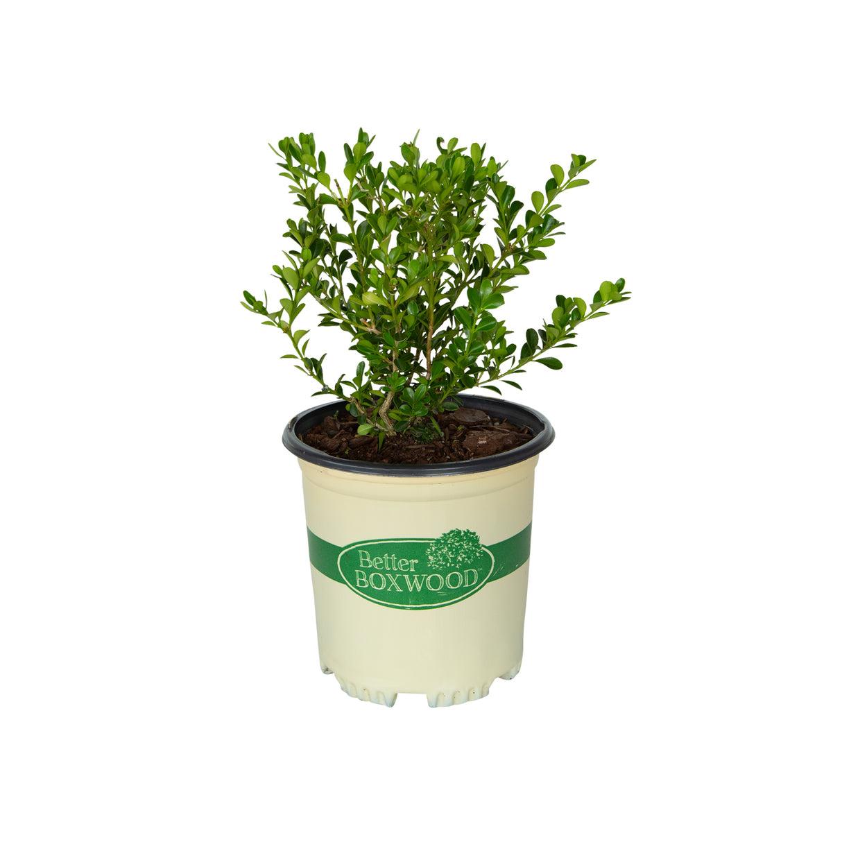 Buxus X 'renaissance' - View 16 from www redcrocus com