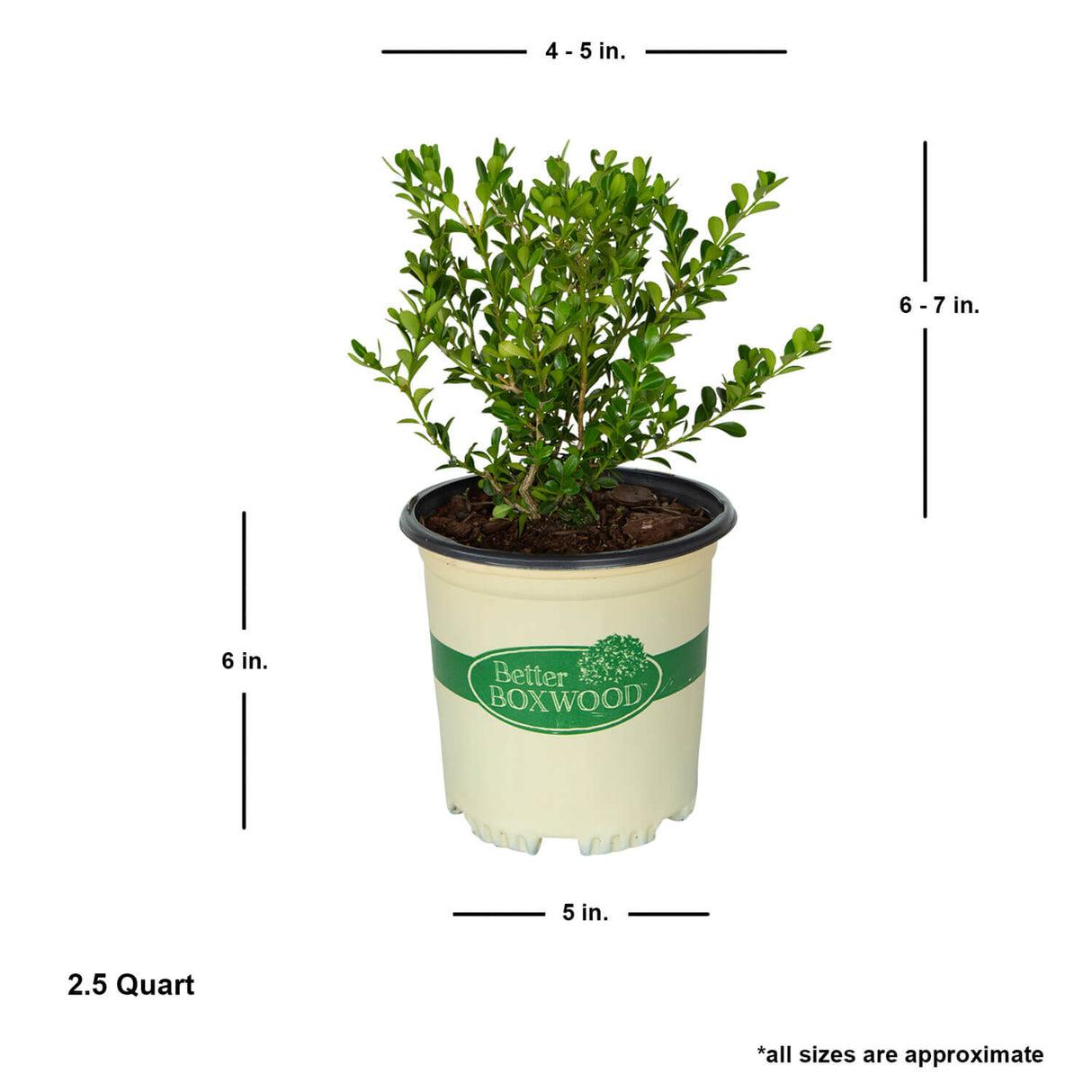Buxus X 'renaissance' - View 17 from www redcrocus com