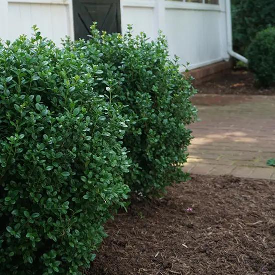 Buxus X 'renaissance' - View 18 from www redcrocus com