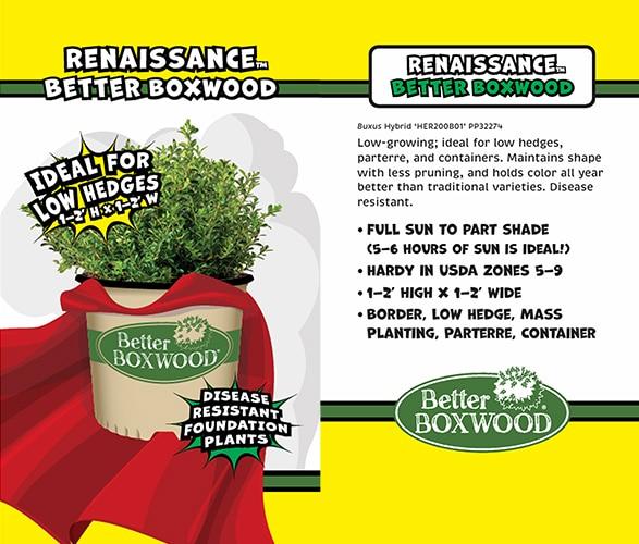 Buxus X 'renaissance' - View 19 from www redcrocus com