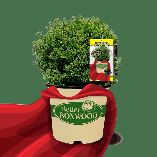 Buxus X 'renaissance' - View 1 from www redcrocus com