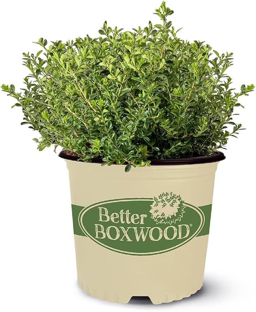 Buxus X 'renaissance' - View 20 from www redcrocus com