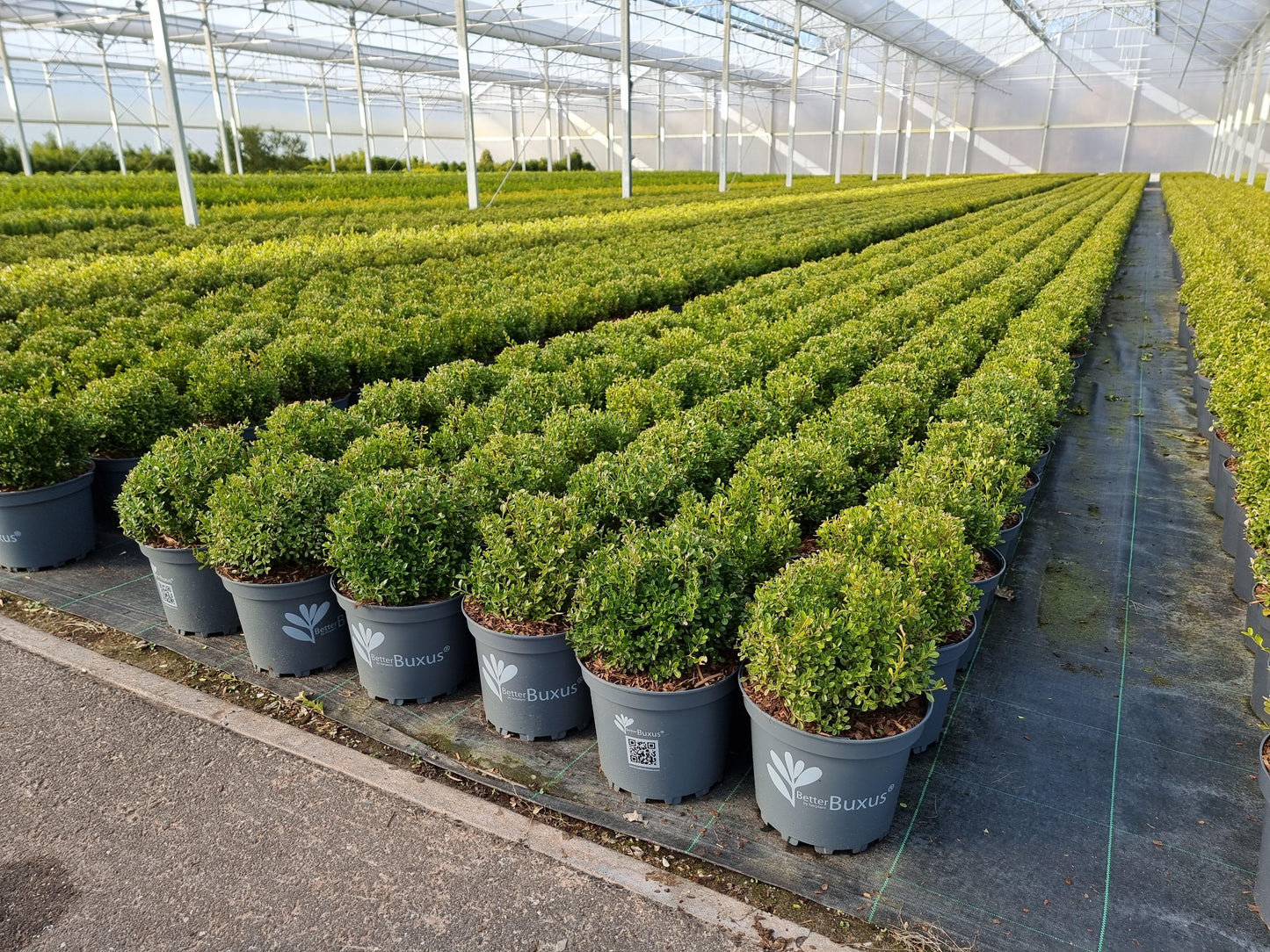 Buxus X 'renaissance' - View 21 from www redcrocus com