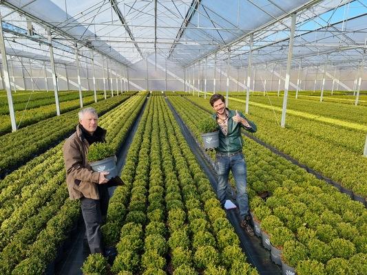 Buxus X 'renaissance' - View 22 from www redcrocus com
