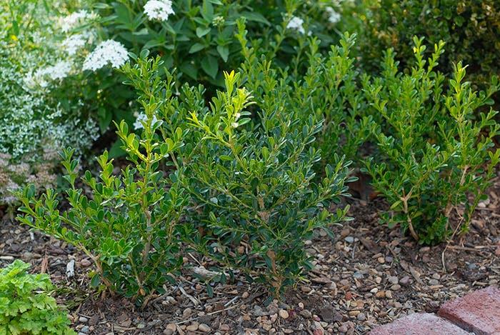 Buxus X 'renaissance' - View 24 from www redcrocus com