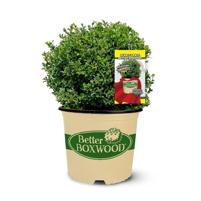 Buxus X 'renaissance' - View 25 from www redcrocus com